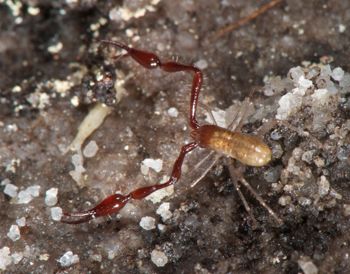 Media type: image;   Invertebrate Zoology 21577